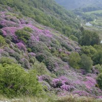 Rhododendron